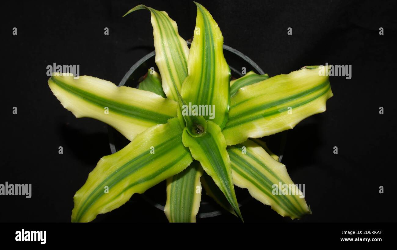 Closeup of green Cryptanthus isolated on black background. Decorative houseplant Stock Photo