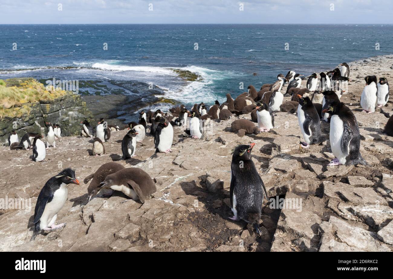 Rockhopper Penguin  (Eudyptes chrysocome), subspecies  western rockhopper penguin (Eudyptes chrysocome chrysocome). Colony on cliff with creche. South Stock Photo
