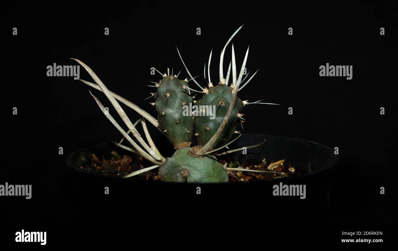 Closeup of Tephrocactus articulatus isolated on black background. Decorative houseplant Stock Photo