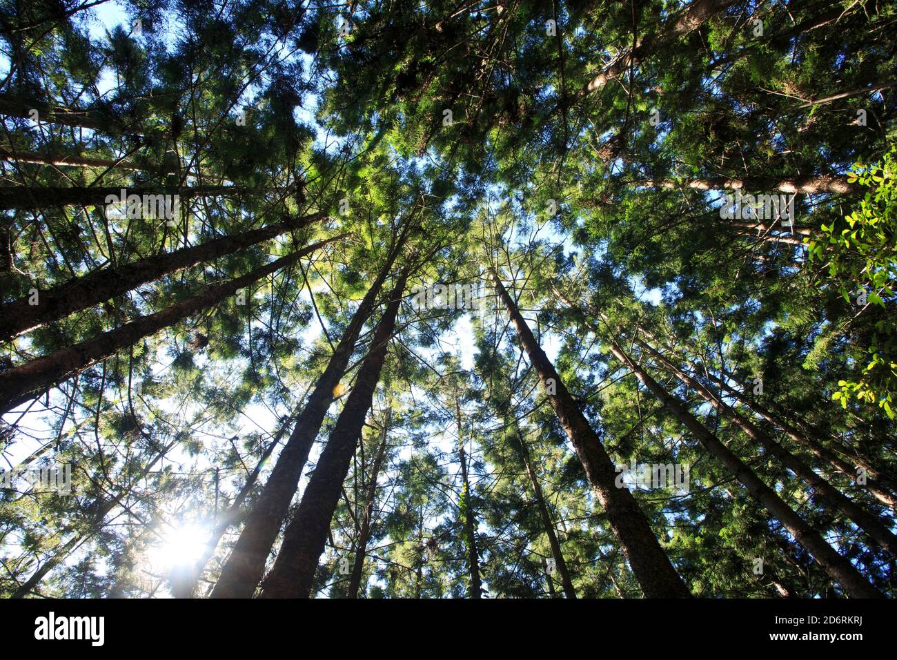 Bunya Pines (Araucaria bidwillii) Stock Photo