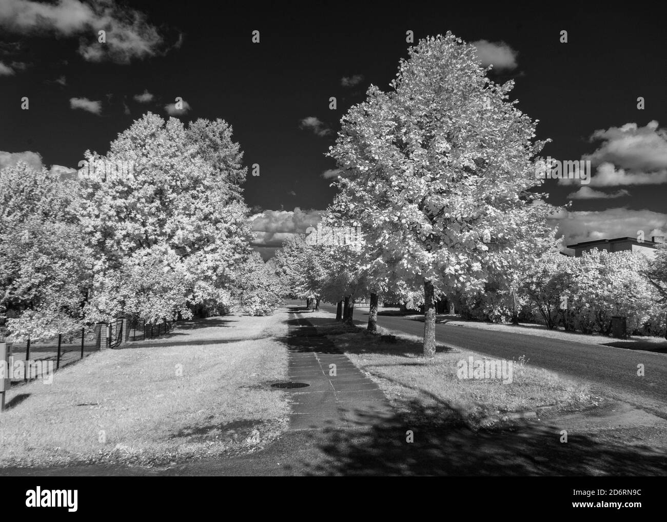 abstract infrared surreal landscape, flower fragments, infrared photo ...