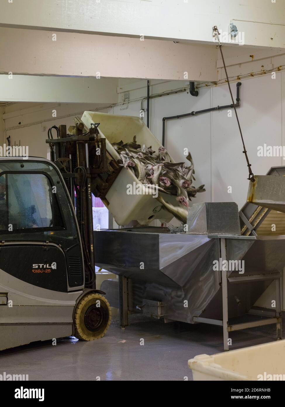 Fish factory , processing of atlantic cod for stockfish. Fishing