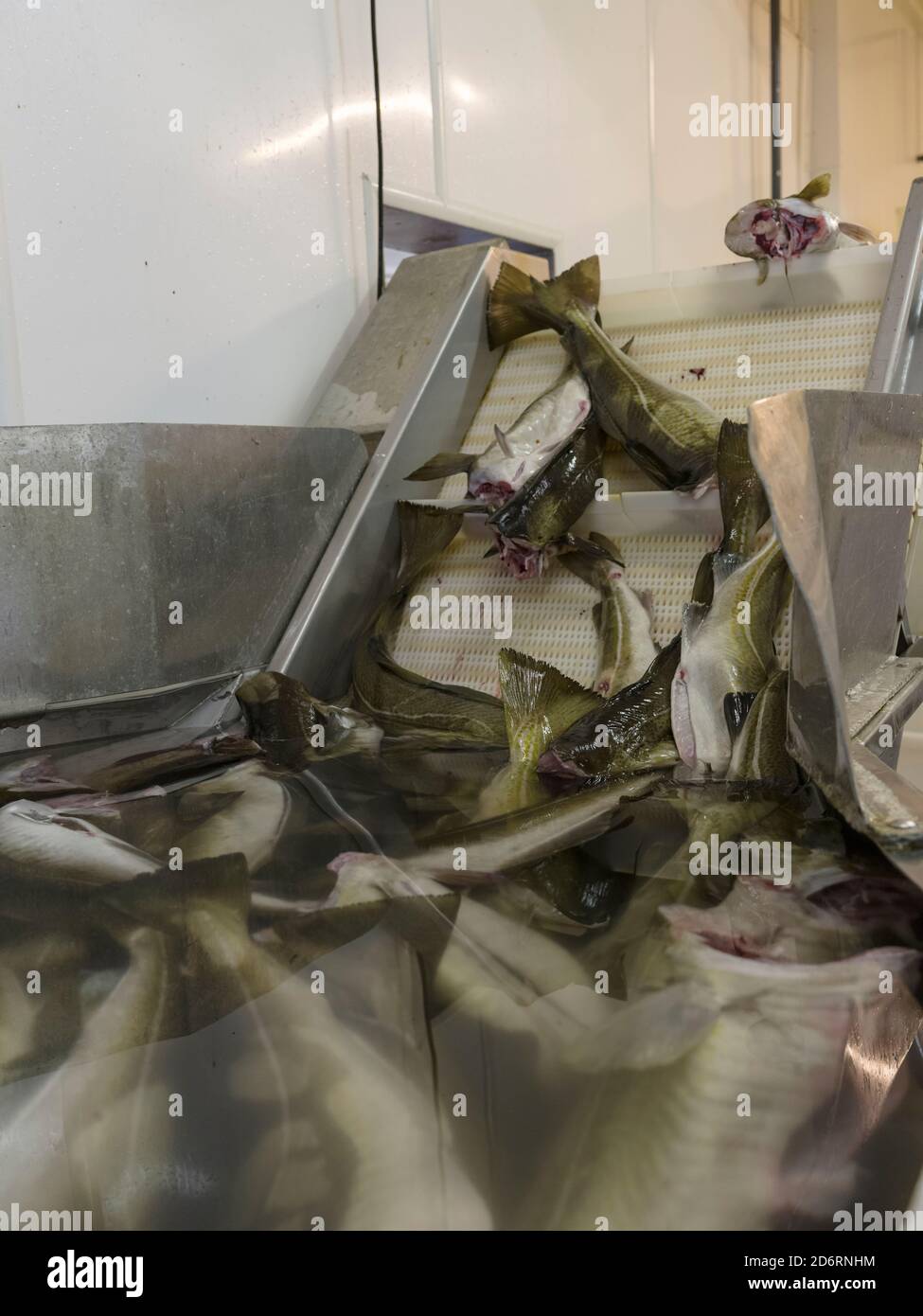 Fish factory , processing of atlantic cod for stockfish. Fishing