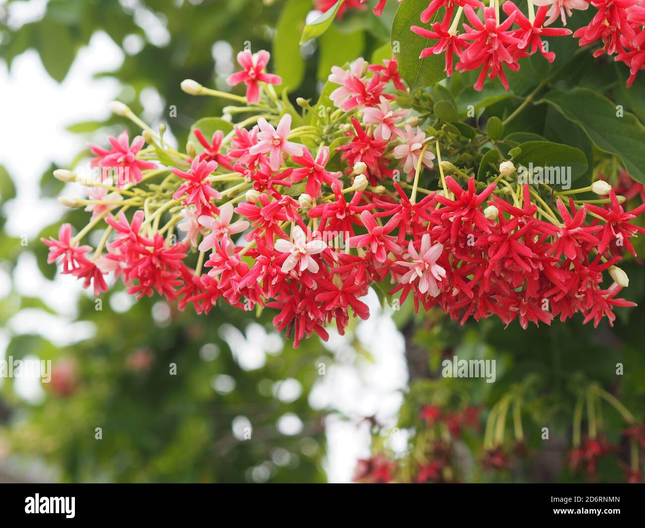 Rangoon Creeper, Chinese honey Suckle, Drunen sailor, Combretum indicum  DeFilipps name red pink and white flower blooming in garden on blurred of  natu Stock Photo - Alamy, image size:1300x1065