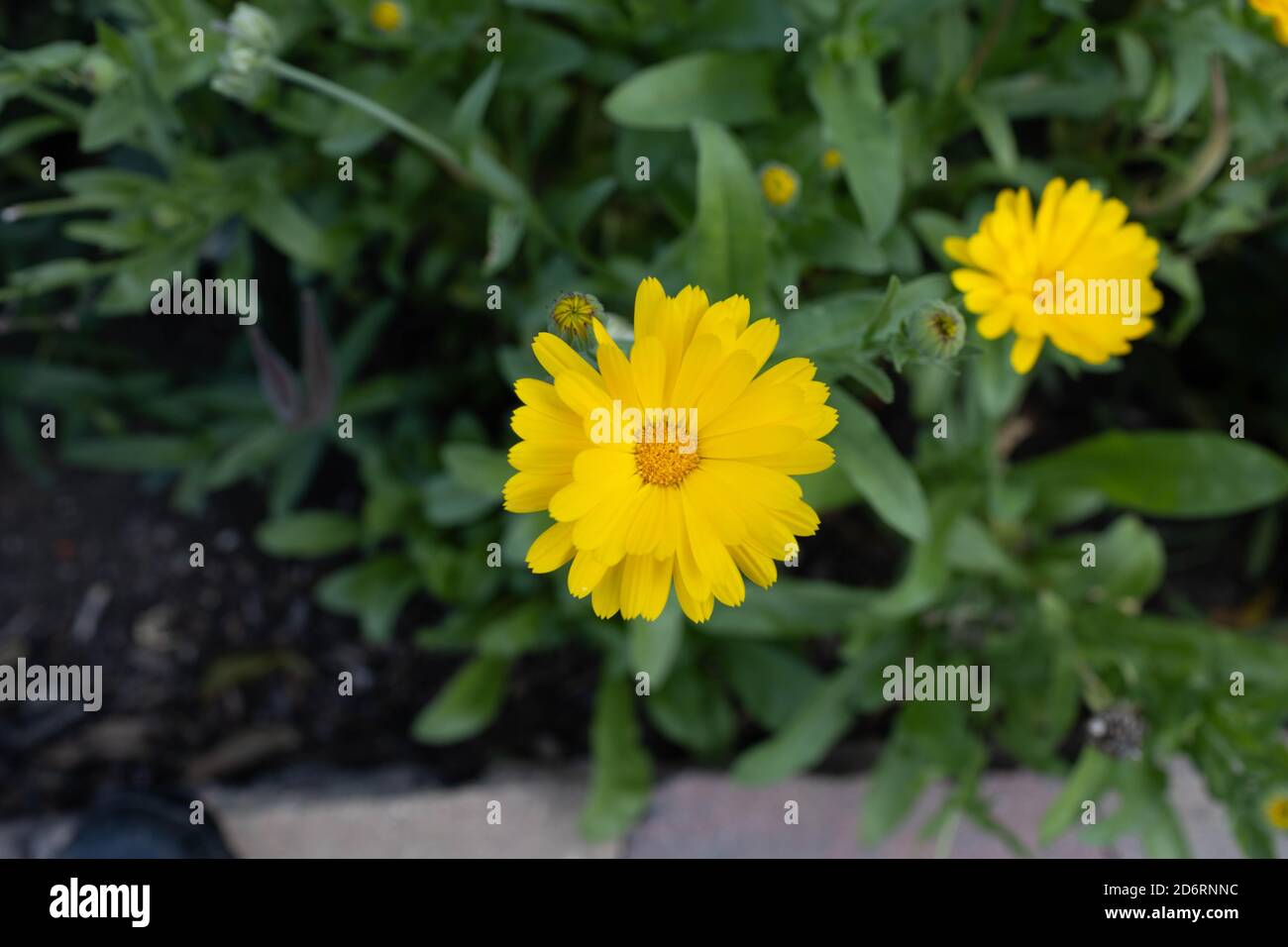 a close up of yellow chrysanthemums blooming in the garden Stock Photo