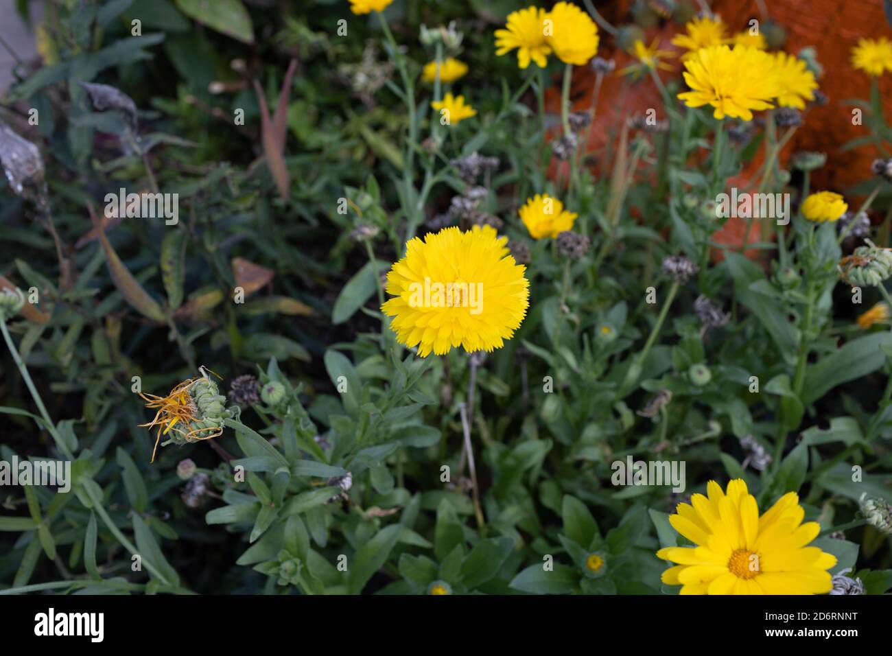 several yellow chrysanthemums just starting to bloom in the garden Stock Photo
