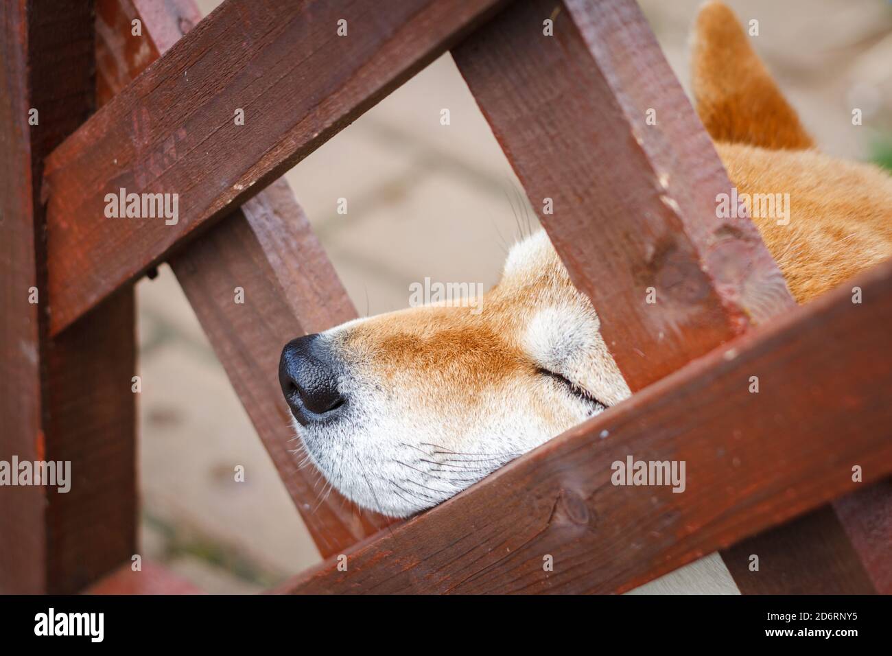 A Japanese dog of breed Shiba Inu stuck his nose out of a wooden fence. Concept: Japanese small size Shiba Ken dog misses the owner and waits for him Stock Photo