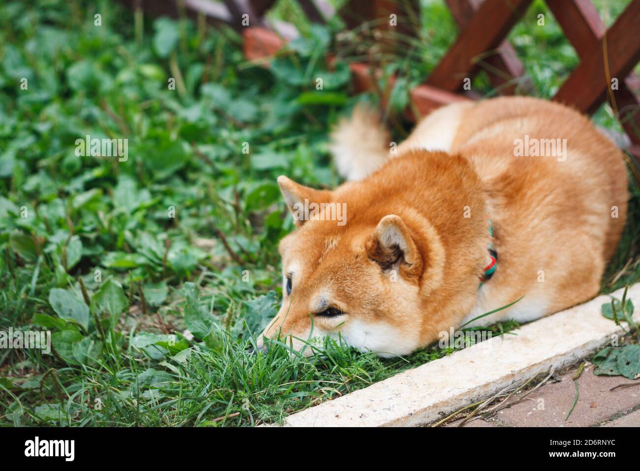 Japanese dog of Shiba Inu breed lying on the green grass on a sunny summer day. Japanese Small Size Dog Shiba Ken rest on grass Stock Photo