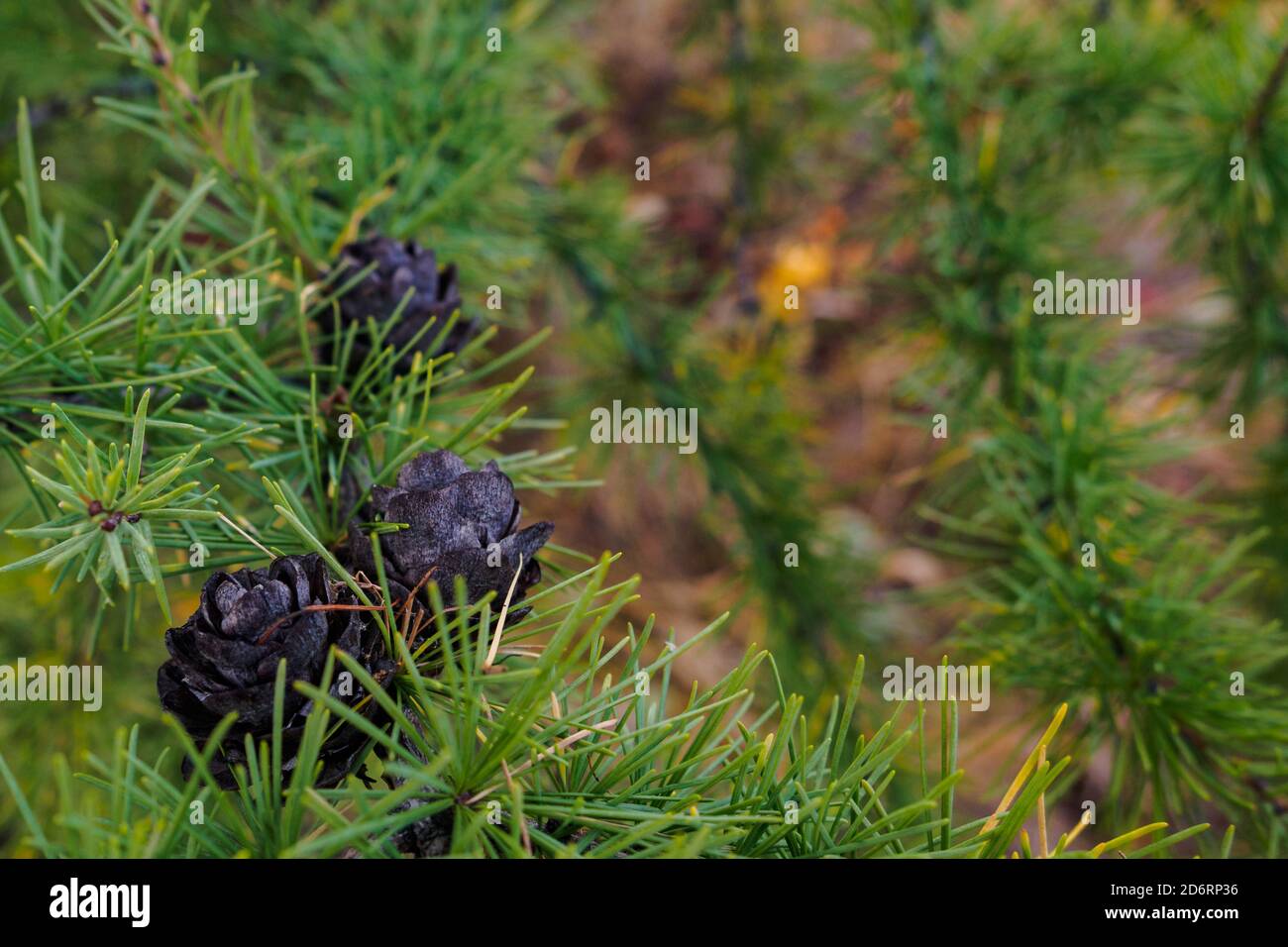 Brown cones on green larch Stock Photo