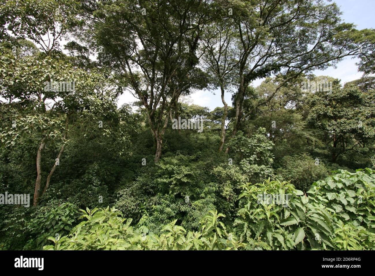 Coffee grows in a lush, diverse, semiforest environment in Kaffa region, Ethiopia, the home of