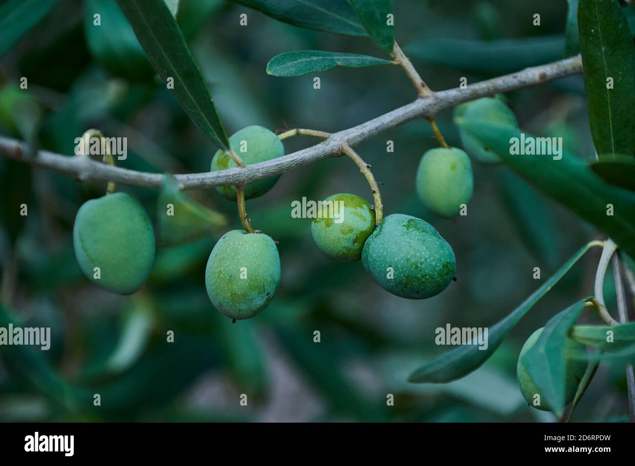Detail of olive branch full of olives, macro photography, oil Stock Photo Alamy