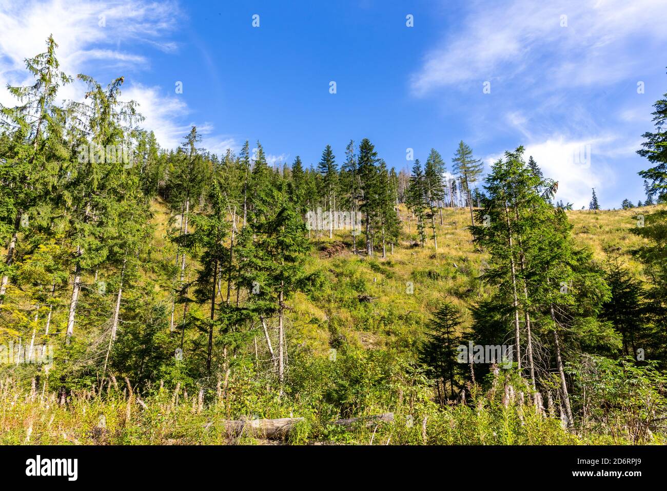Coniferous forest with pine trees and spruces on a green hill in Lejowa Valley Tatra Mountains, Poland. Stock Photo