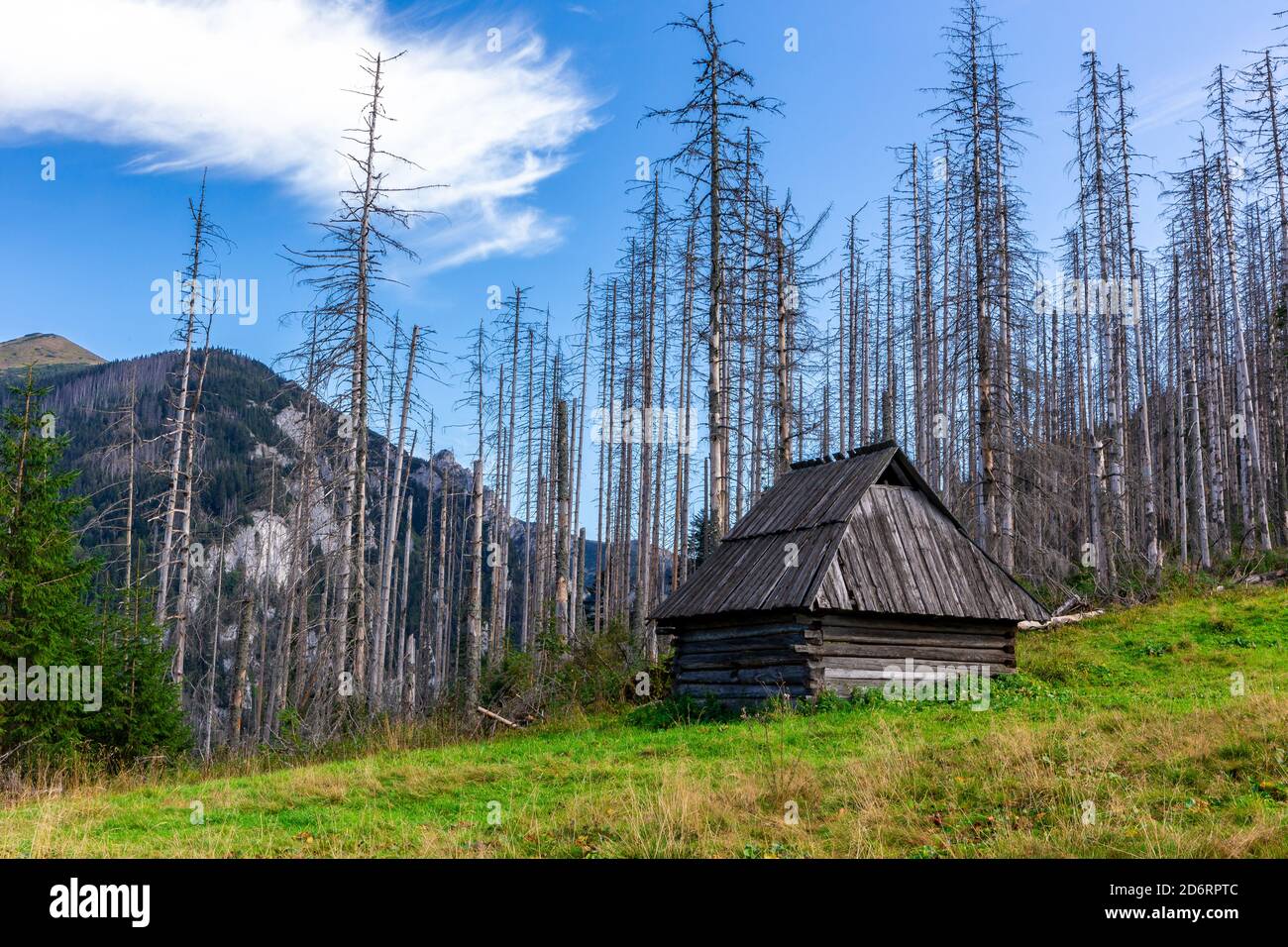 Old wooden shepherd's hut on a glade in Tatra Mountains, Poland, with dry dead pine trees and spruces in the background, summer, crystal blue sky. Stock Photo