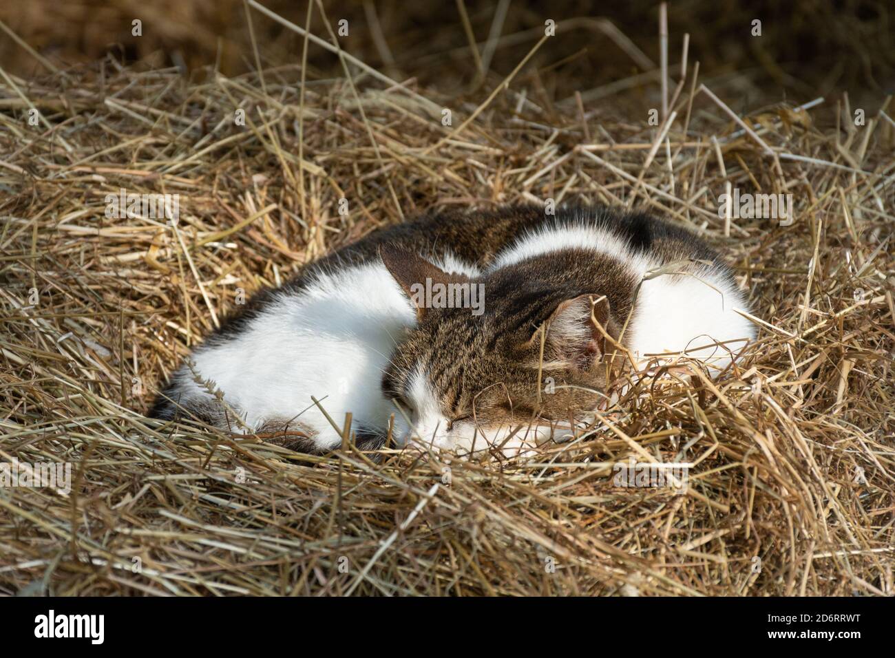 Straw bed hires stock photography and images Alamy