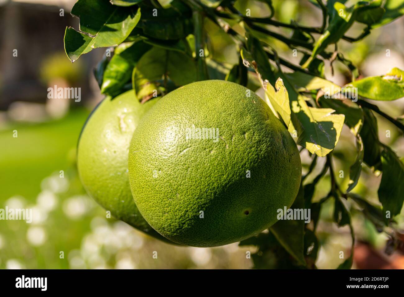Close up of two green grapefruits hanging on a tree on a sunny autumn day Stock Photo