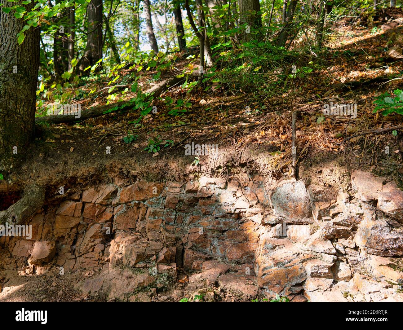 Steiniger Wanderweg durch den Wald Stock Photo