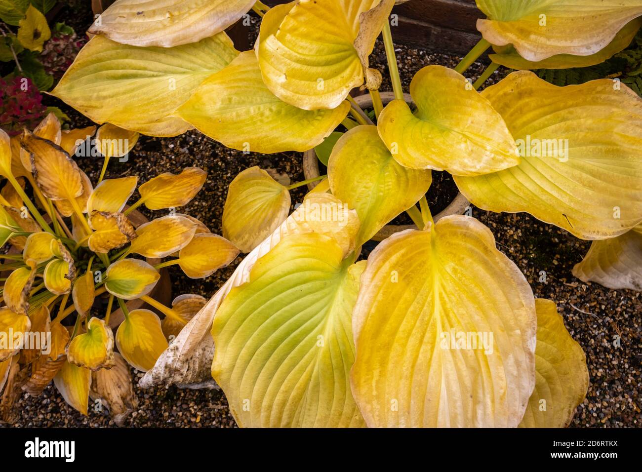 Large yellow leaves of deciduous Hosta (plantain lily) 'Sum and