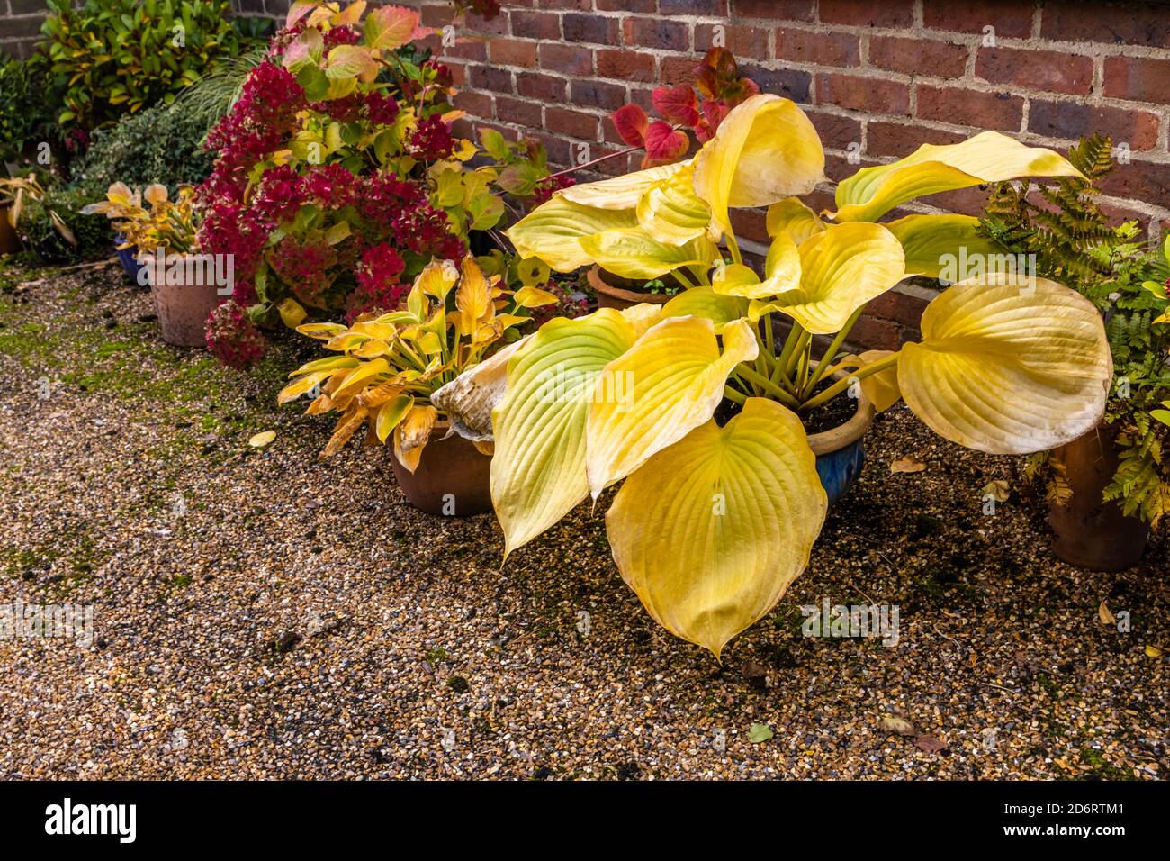 Large yellow leaves of deciduous Hosta (plantain lily) 'Sum and Substance' dying back in autumn colours in a garden in Surrey, south-east England Stock Photo