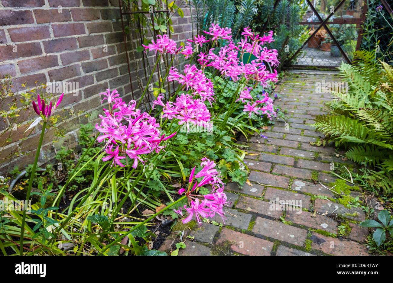 Tall, large bulbous perennial Nerines, Nerine bowdenii, flowering against a wall in a border in a garden in Surrey, south-east England in autumn Stock Photo