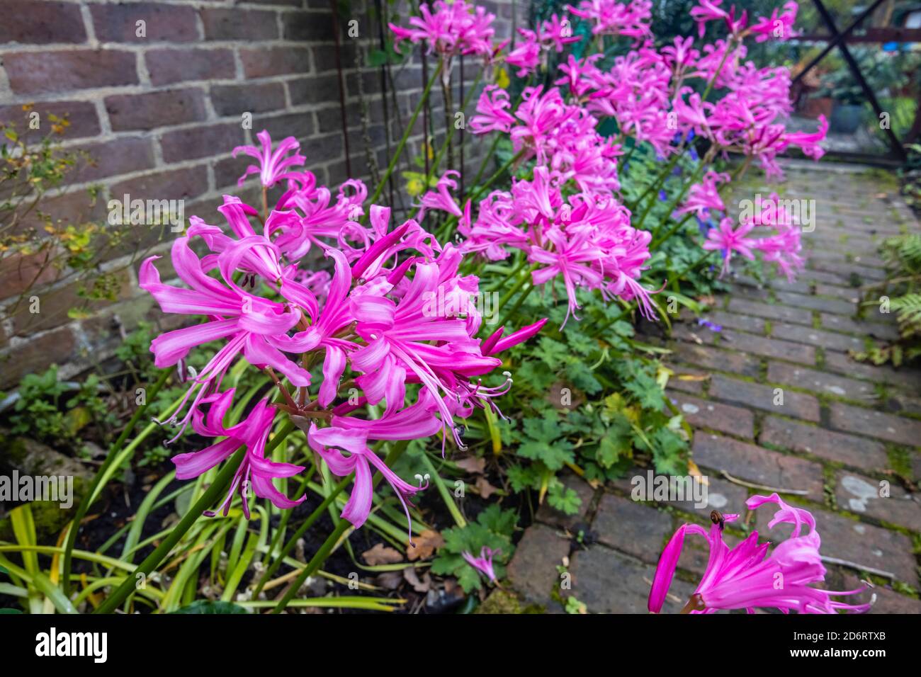 Tall, large bulbous perennial Nerines, Nerine bowdenii, flowering against a wall in a border in a garden in Surrey, south-east England in autumn Stock Photo