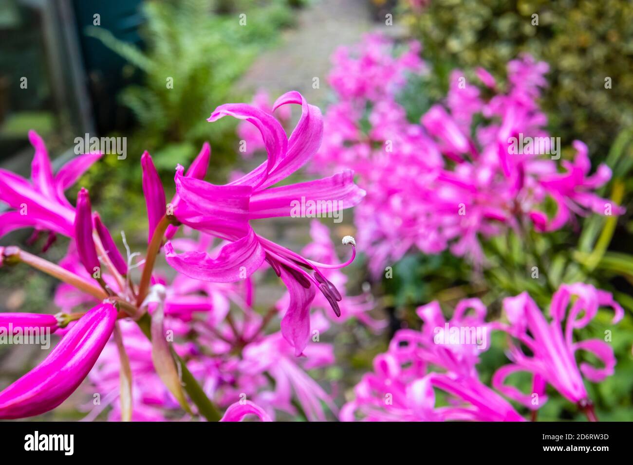 Tall, large bulbous perennial Nerines, Nerine bowdenii, flowering in a border in a garden in Surrey, south-east England in autumn Stock Photo