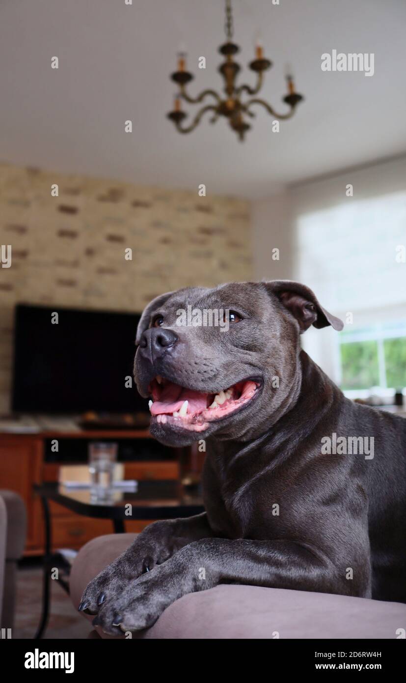 barbara green staffie rescue