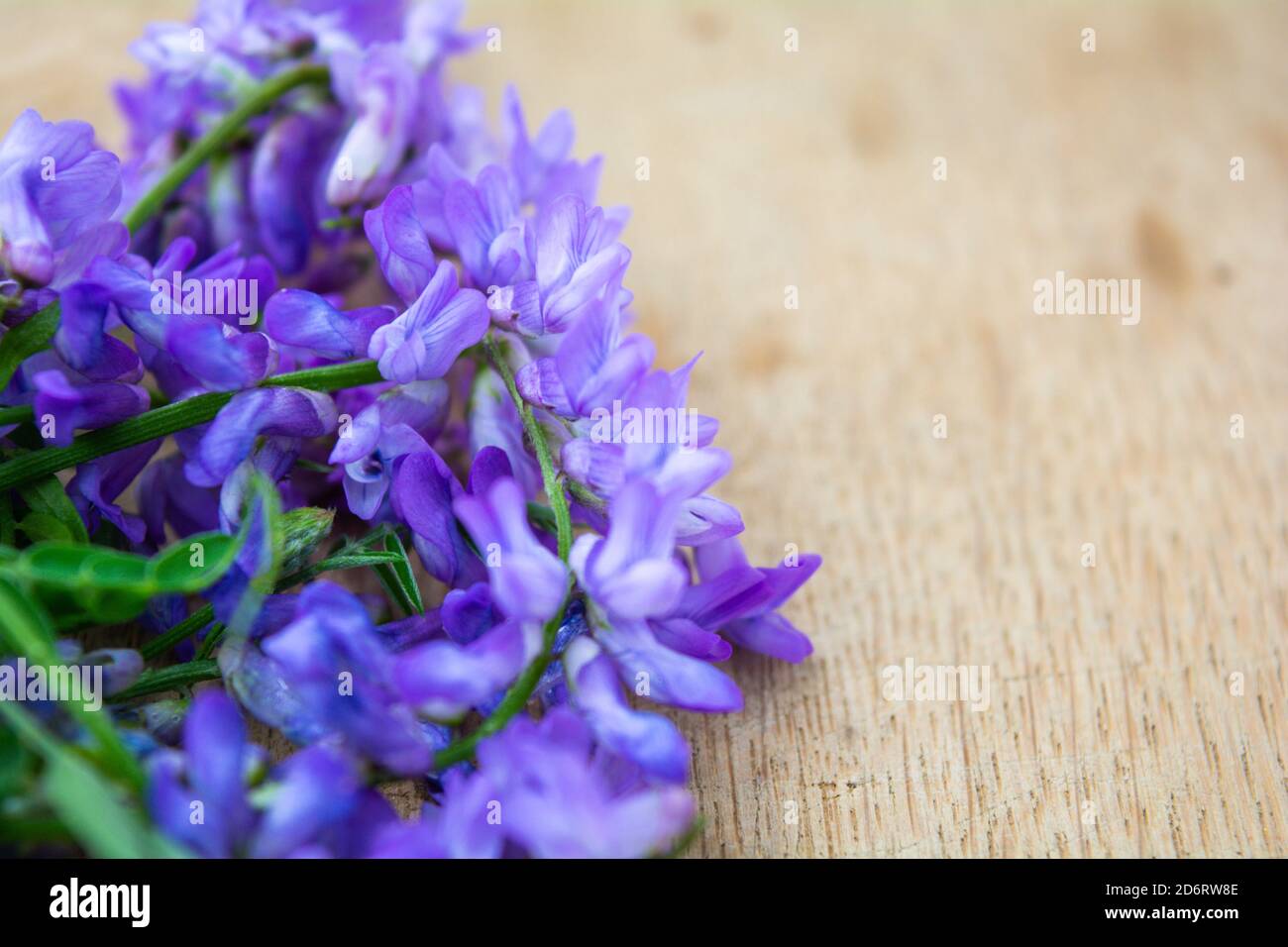Vicia cracca or tufted vetch, bird or blue vetch and boreal vetch on ...