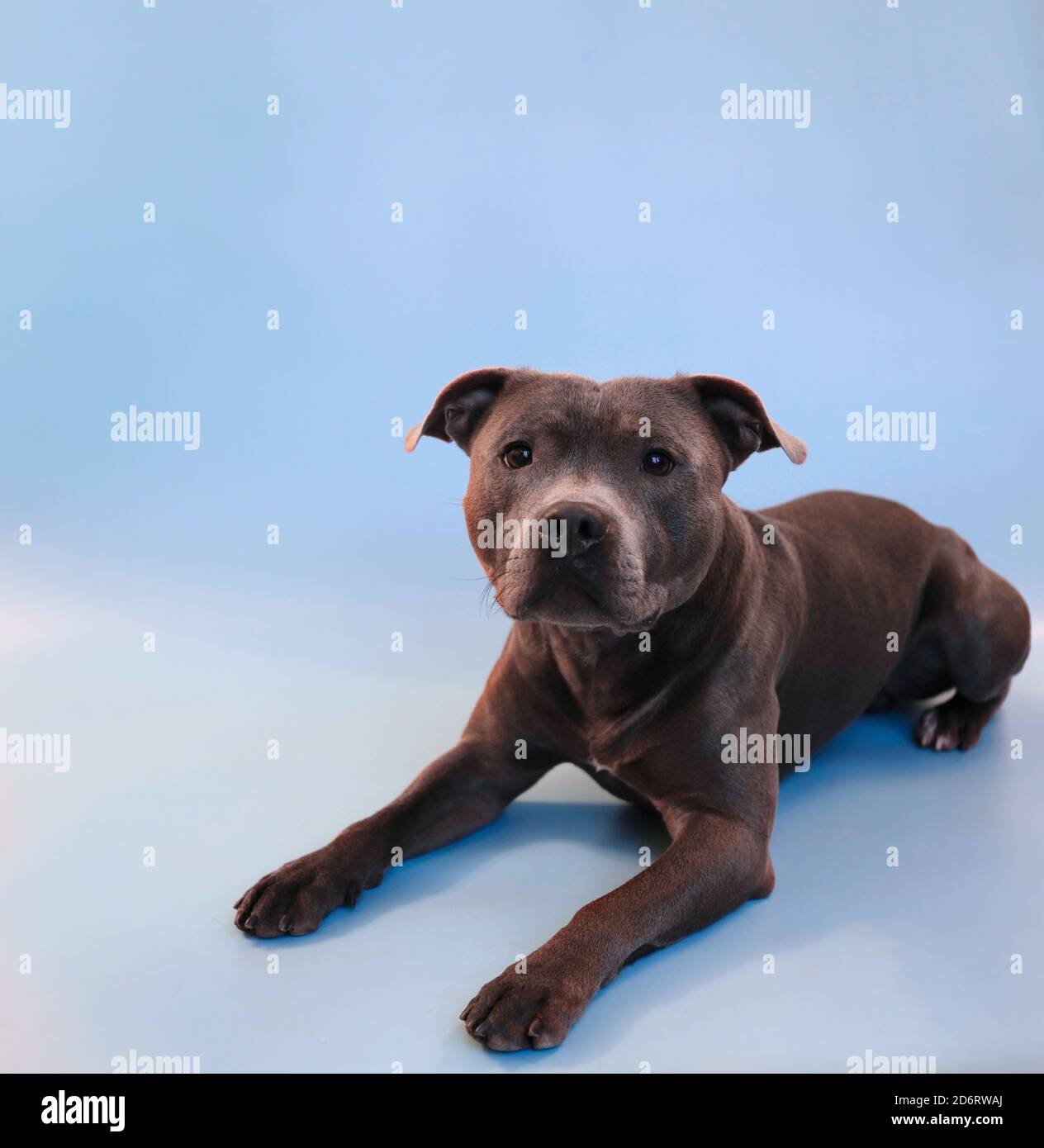 Staffordshire Bull Terrier Isolated on Light Blue. Blue Staffy Lies Down on Blue Background. Stock Photo