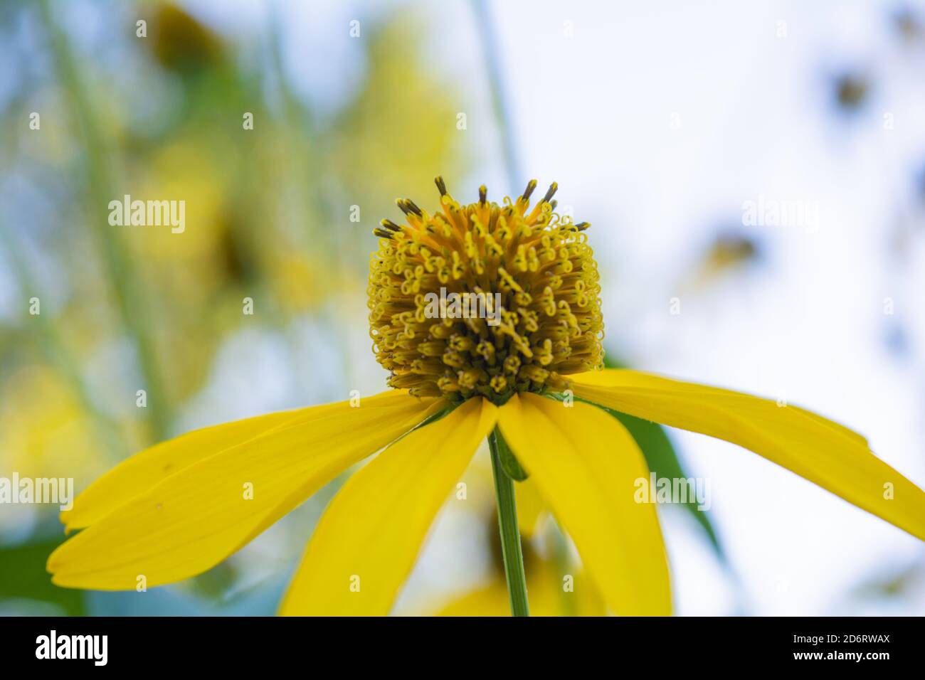 Beautiful yellow flower of Jerusalem artichoke, root source of inulin
