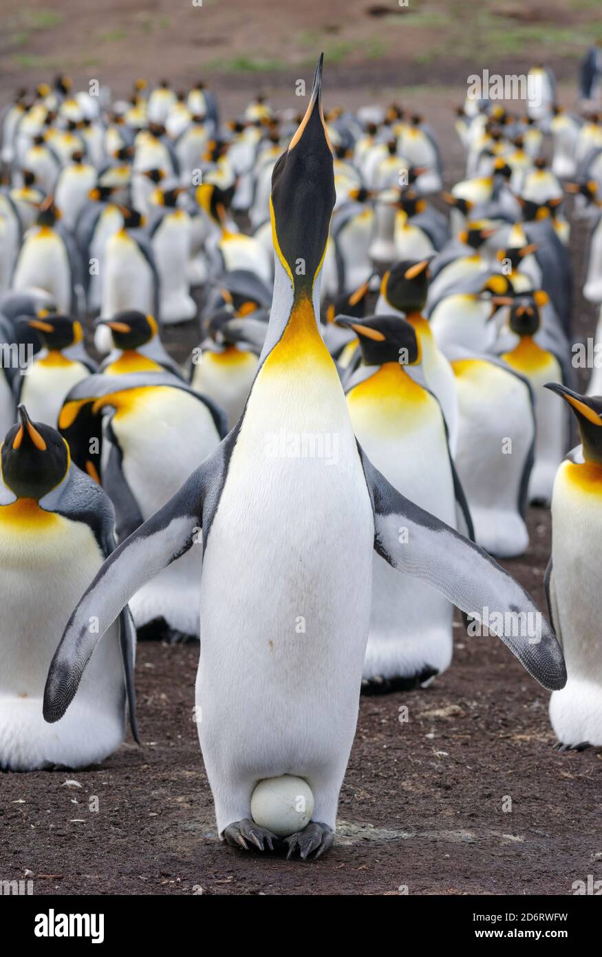 King penguin egg incubating hi-res stock photography and images - Alamy