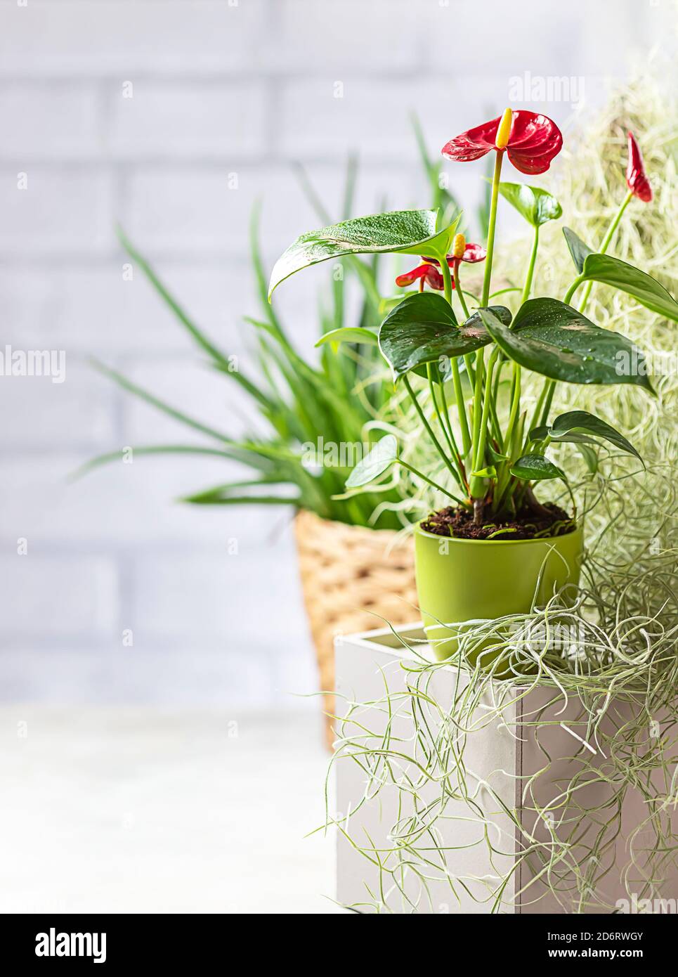 Various beautiful houseplants in pots on a light background. Blooming anthurium, fern, aloe. Stock Photo