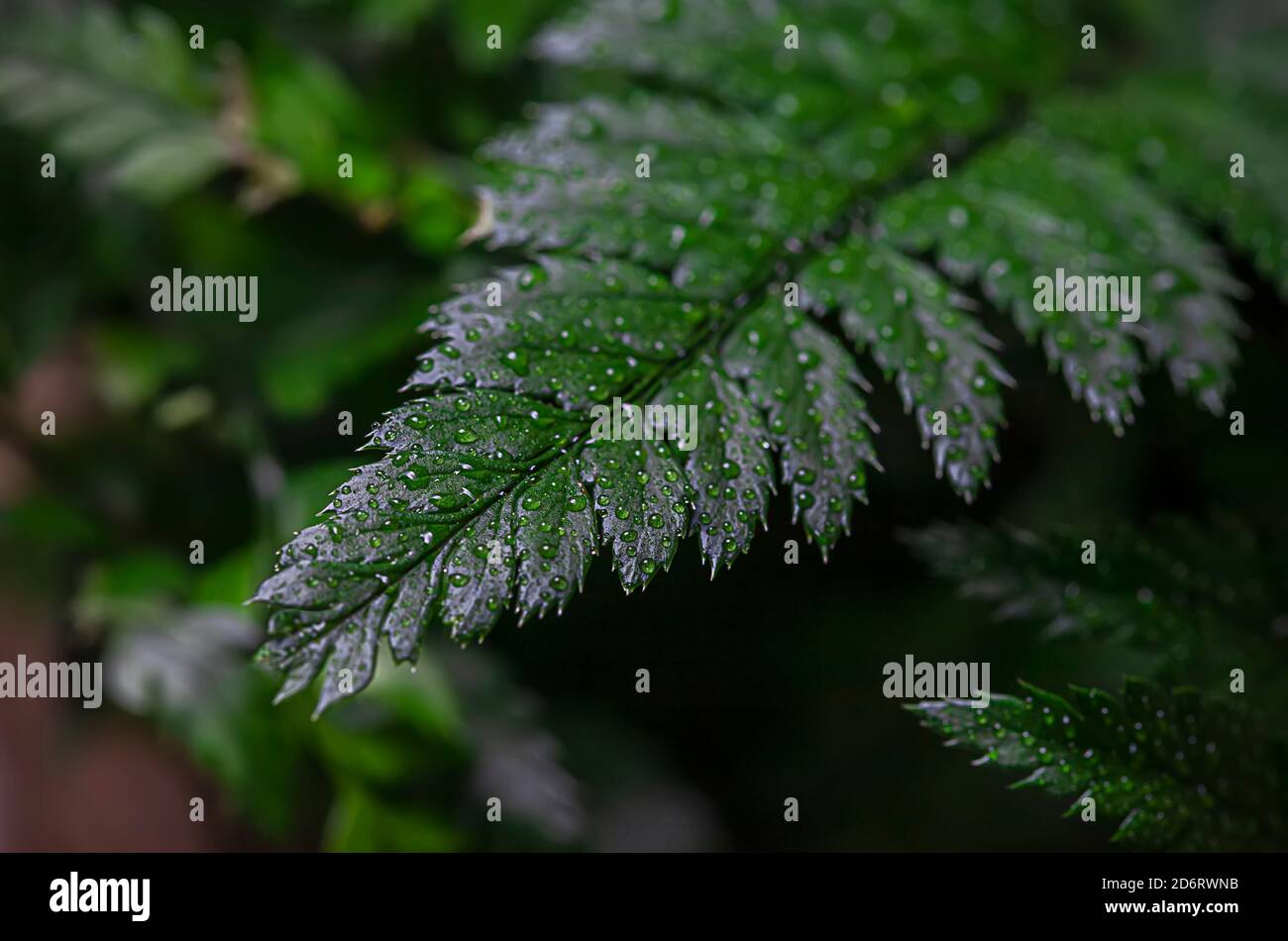 Fern close-up, with water drops after rain. Stock Photo