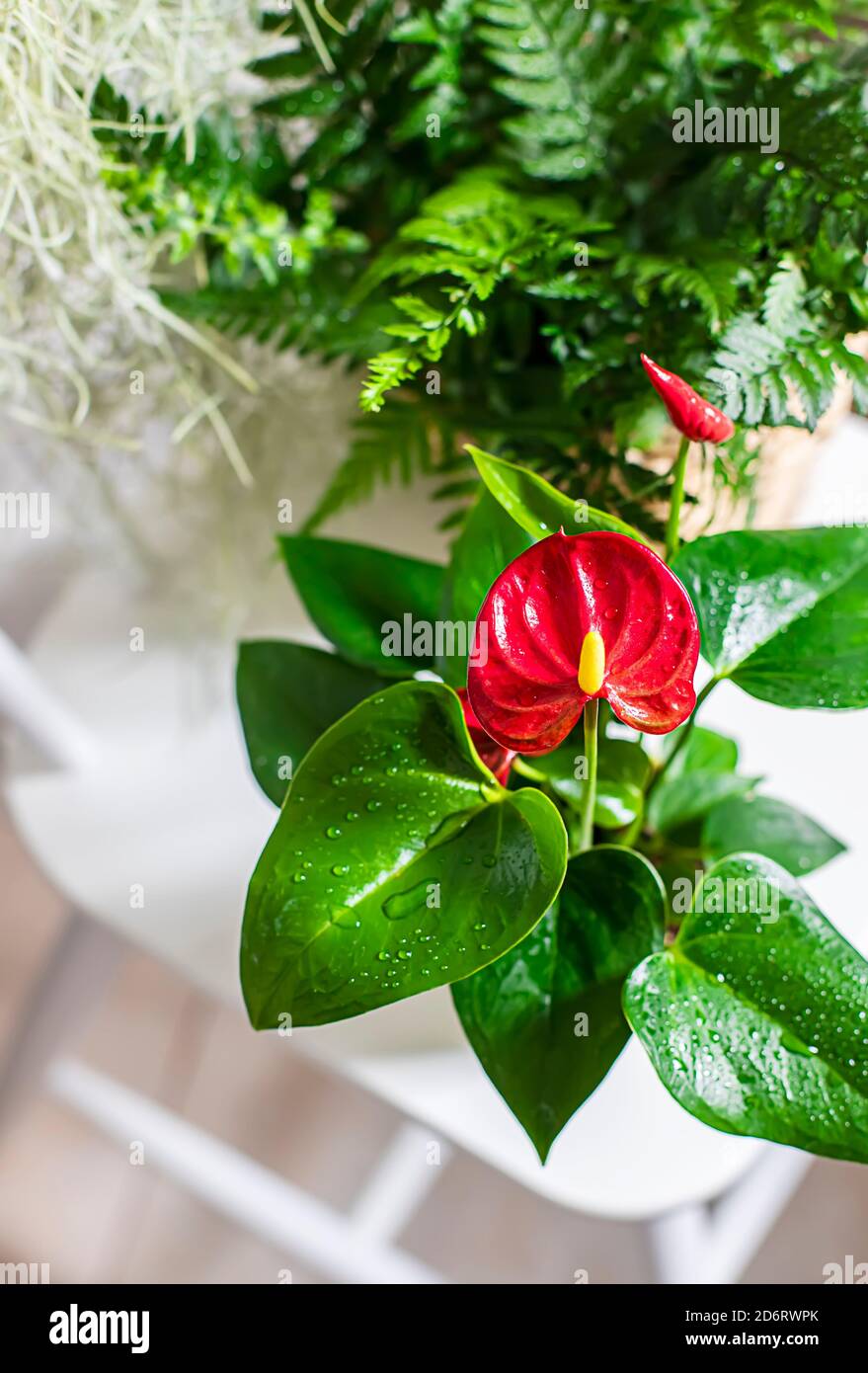 House plant red Anthurium in a pot on a wooden table. Anthurium andreanum. Flower Flamingo flowers or Anthurium andraeanum symbolize hospitality Stock Photo