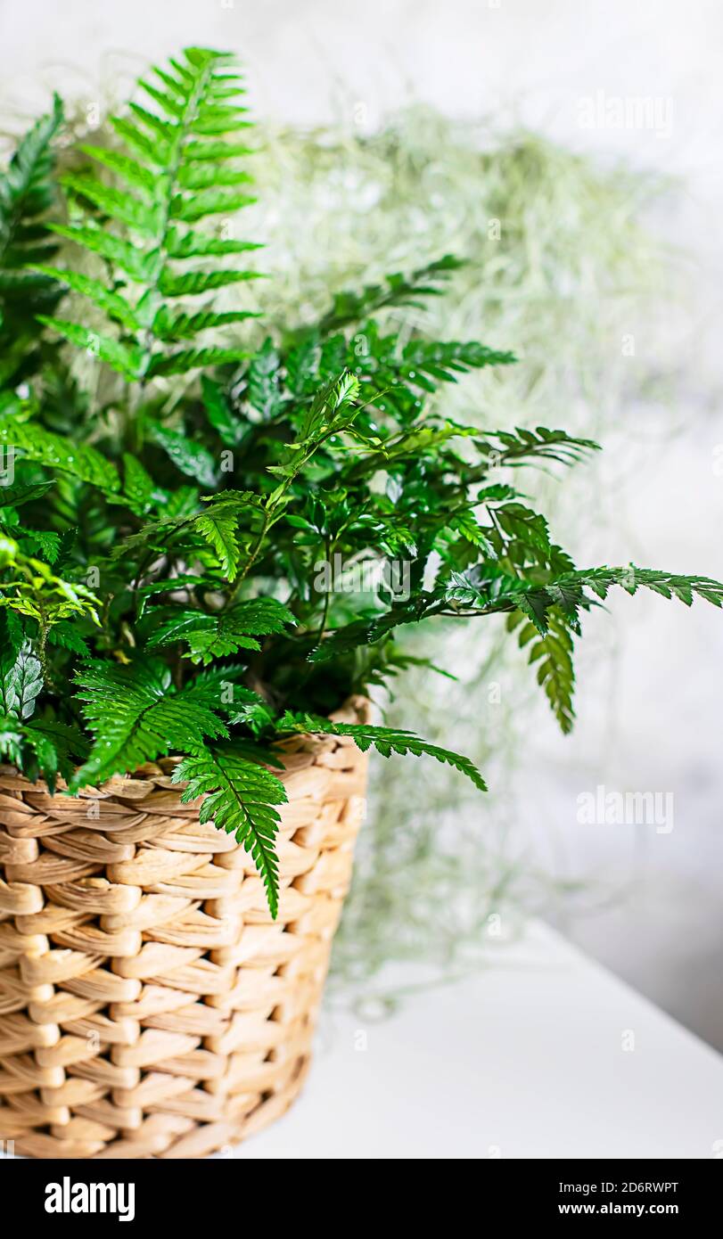 Fern bush on a light background. View from above. Stock Photo