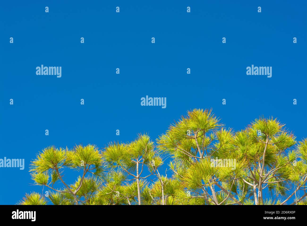 Background with tops of pinus pinea twigs lit by the sun against a blue sky in a horizontal format Stock Photo