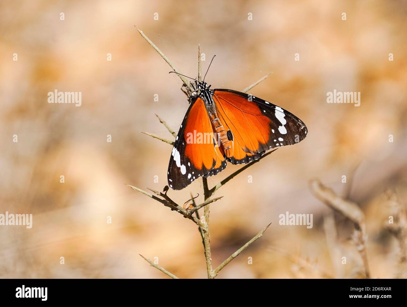 Plain tiger, African queen,or African Monarch (Danaus chrysippus) migratory in Spain, basking on plant, Andalucia, Spain. Stock Photo