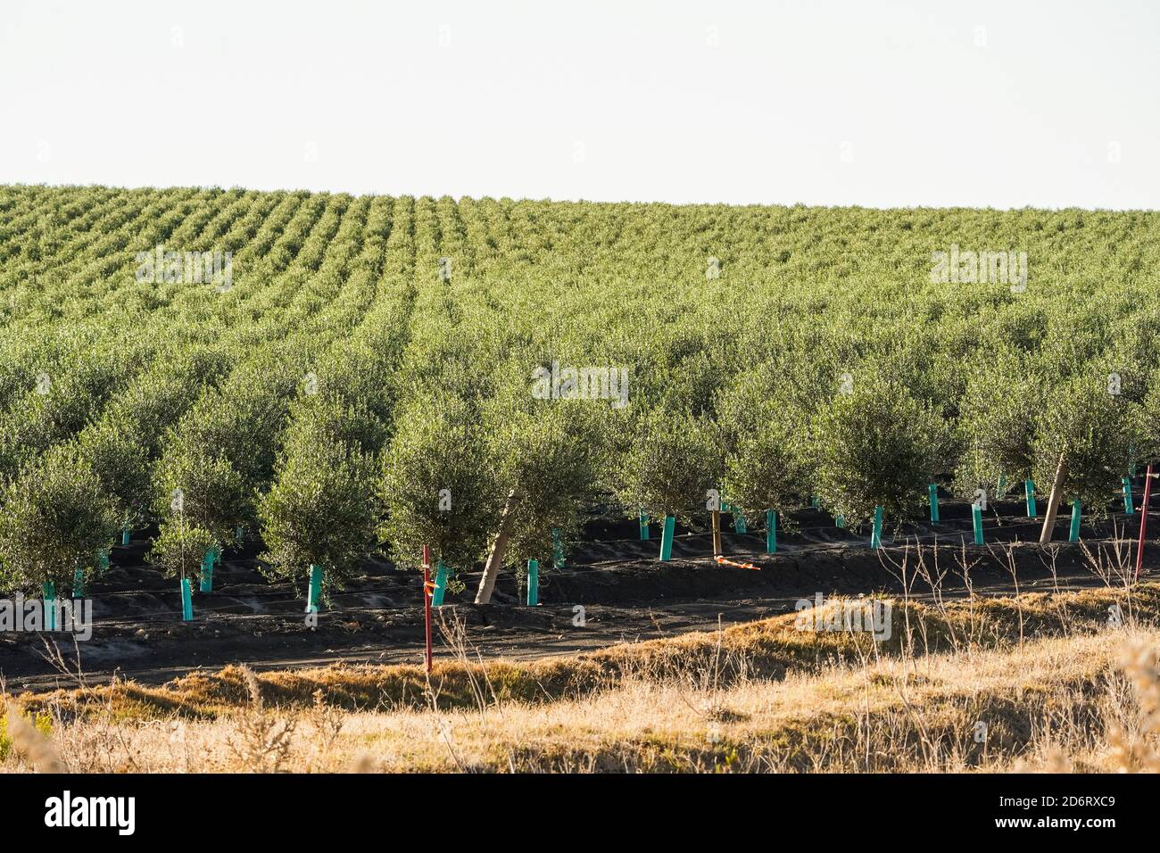 Cultivation of olive trees, Olive Tree Farm, La Janda, Cadiz, Southern Spain. Stock Photo
