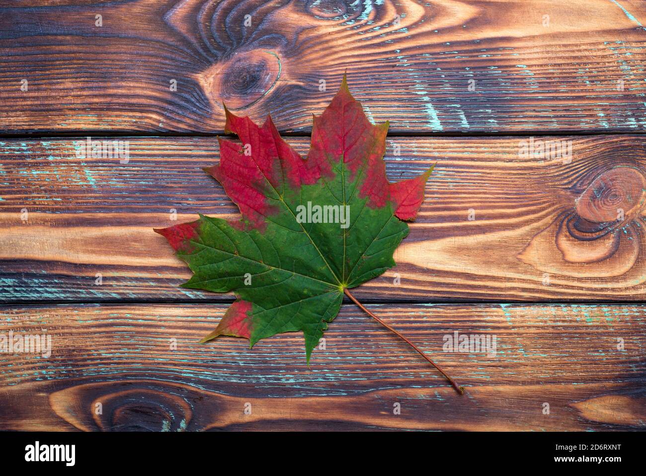One green and red maple autumn leaf lies on a vintage wooden background ...