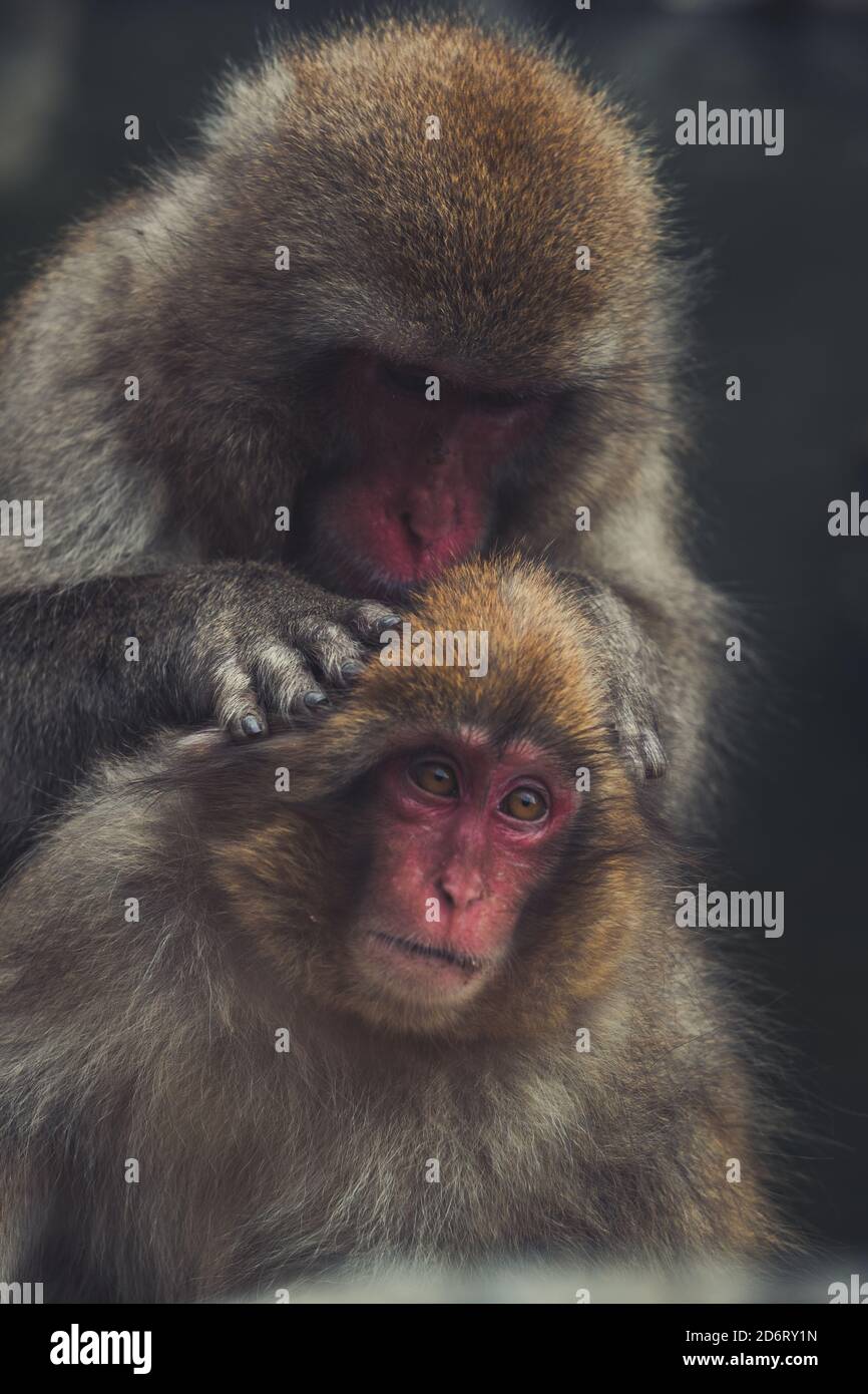 Adult and baby Japanese macaques cuddling tenderly while sitting on ...
