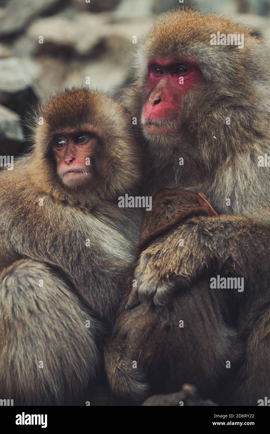 Adult and baby Japanese macaques cuddling tenderly while sitting on ...