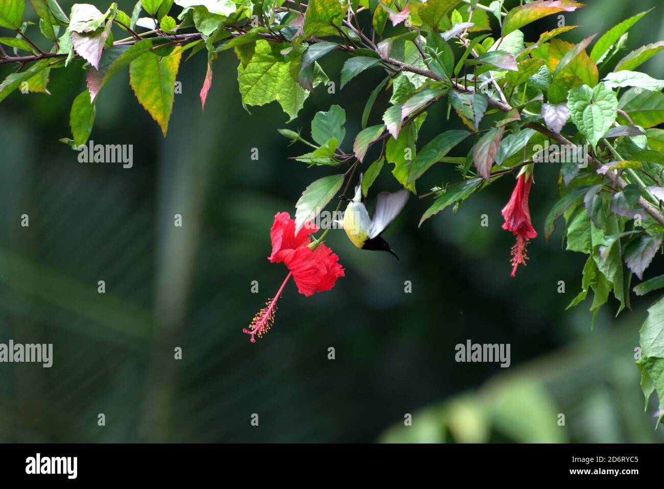 Purple rumped sunbird having nector in flowers Stock Photo