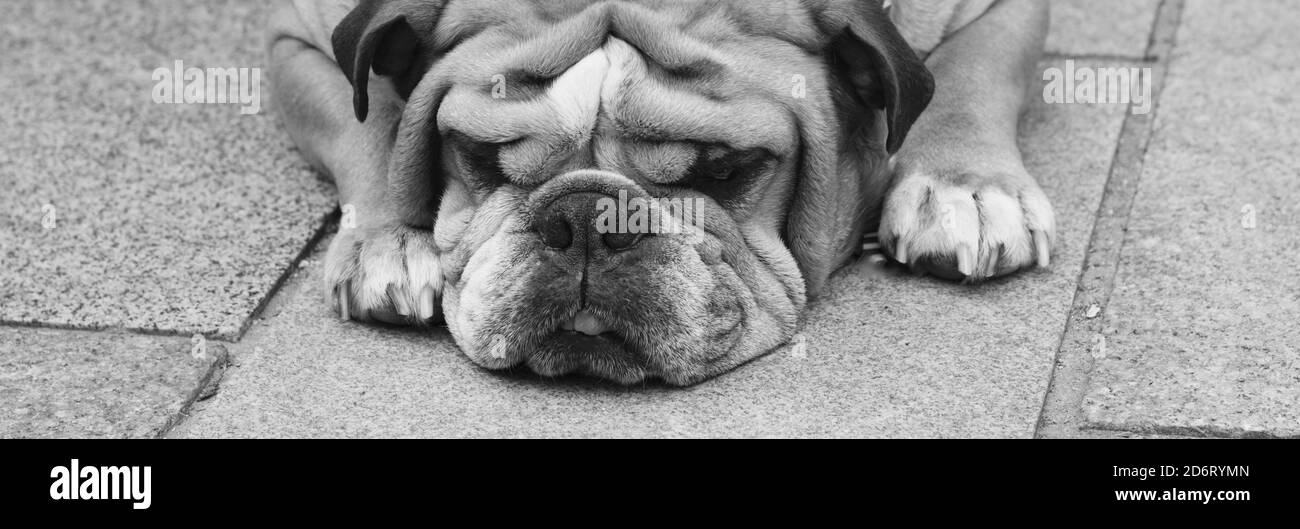 Bored bulldog in black and white with chin resting on pavement Stock Photo