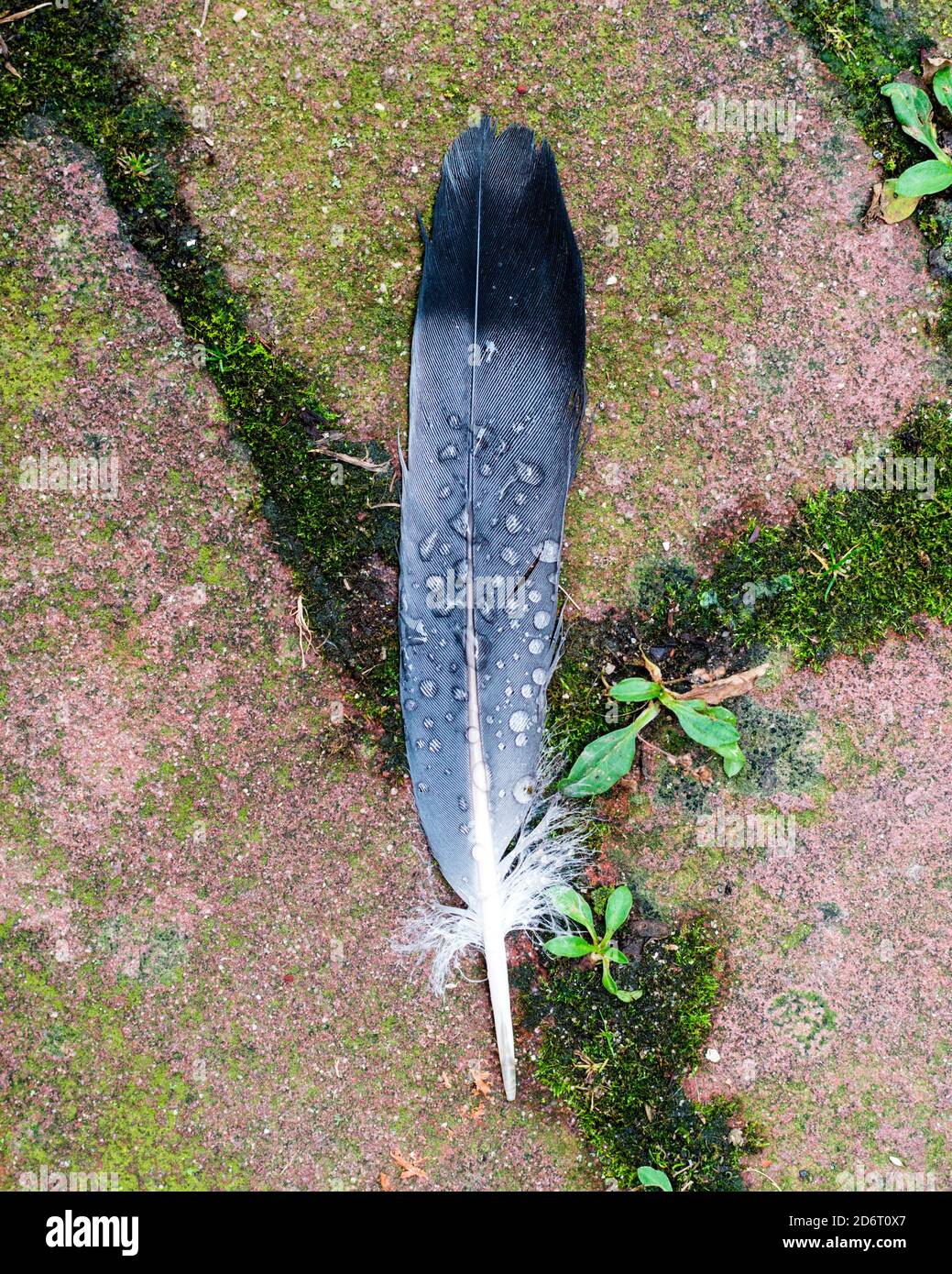 Feather on the ground Stock Photo Alamy