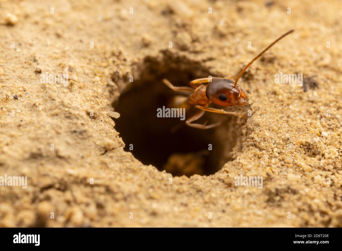 A Pyramid Ant (Dorymyrmex flavus) worker at the entrance to its underground colony. Stock Photo