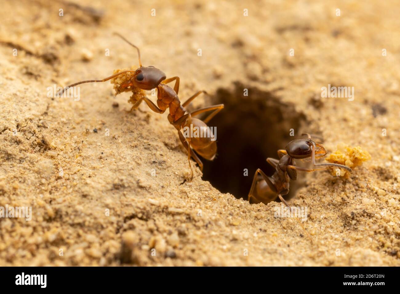 Pyramid Ant (Dorymyrmex flavus) workers remove sandy soil from their underground colony. Stock Photo