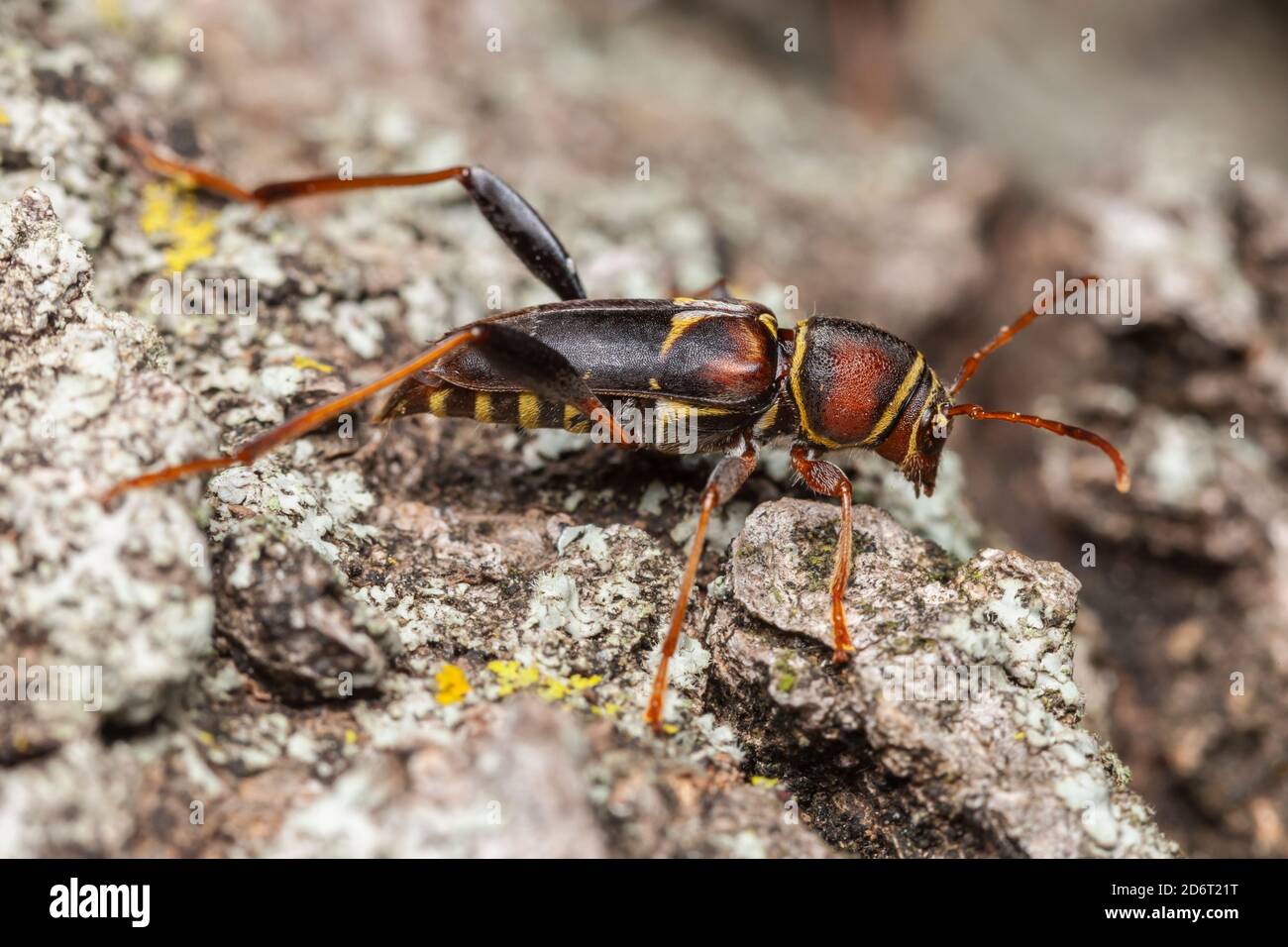 A female Long-horned Beetle (Neoclytus mucronatus) after ovipositing on a fallen dead Hackberry tree. Stock Photo