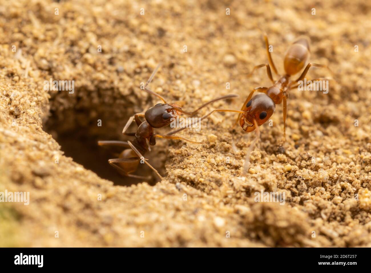 Pyramid Ant (Dorymyrmex flavus) workers at the entrance to their underground colony. Stock Photo