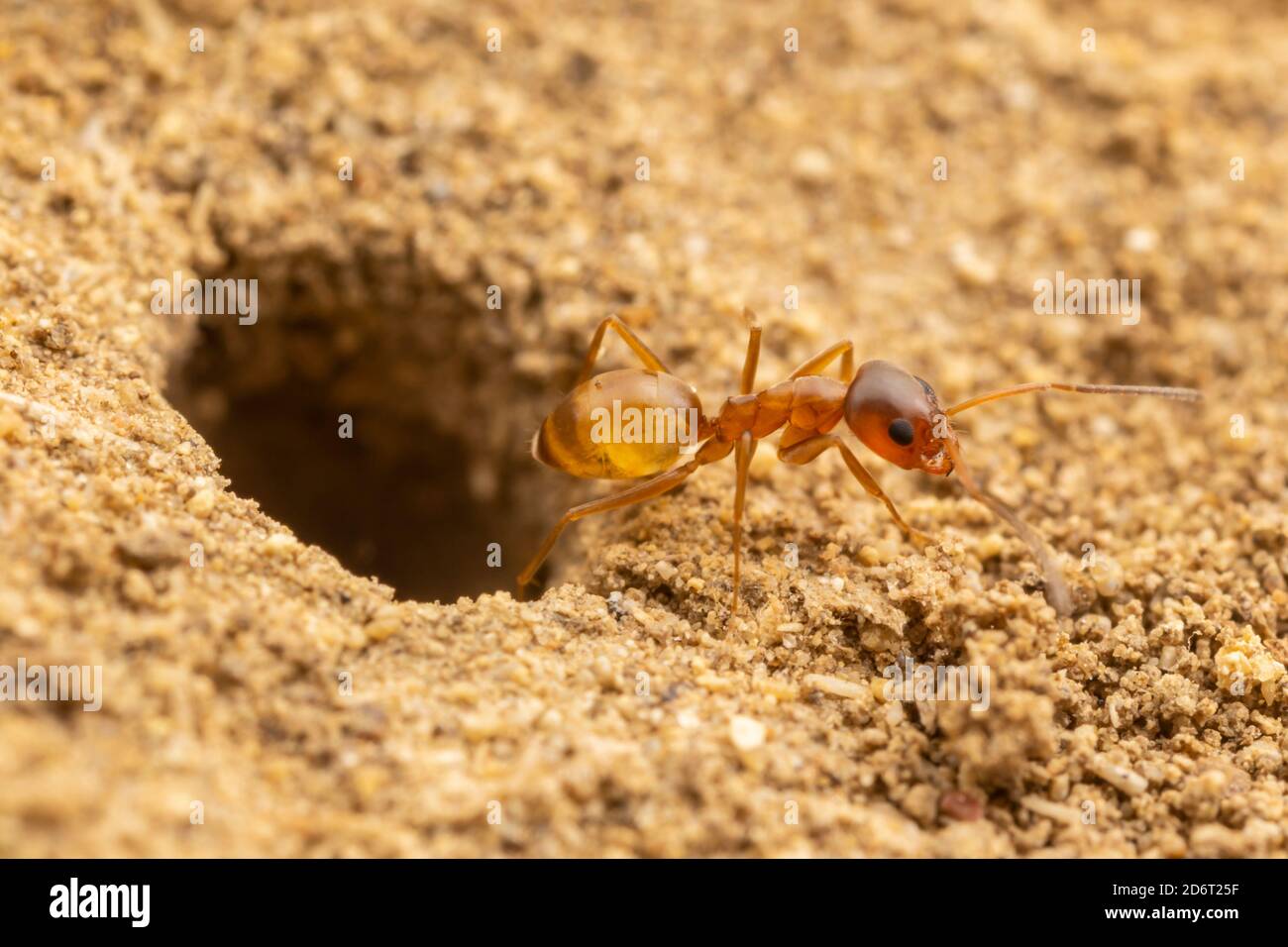 A Pyramid Ant (Dorymyrmex flavus) worker at the entrance to its underground colony. Stock Photo