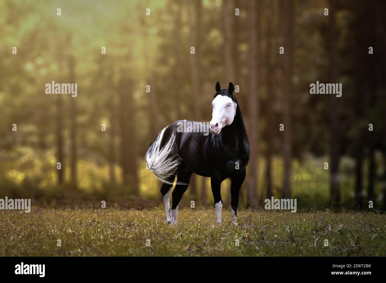 SAO PAULO, BRAZIL - Jul 05, 2020: Beautiful horse in the jungle with white face galloping in freedom. Stock Photo