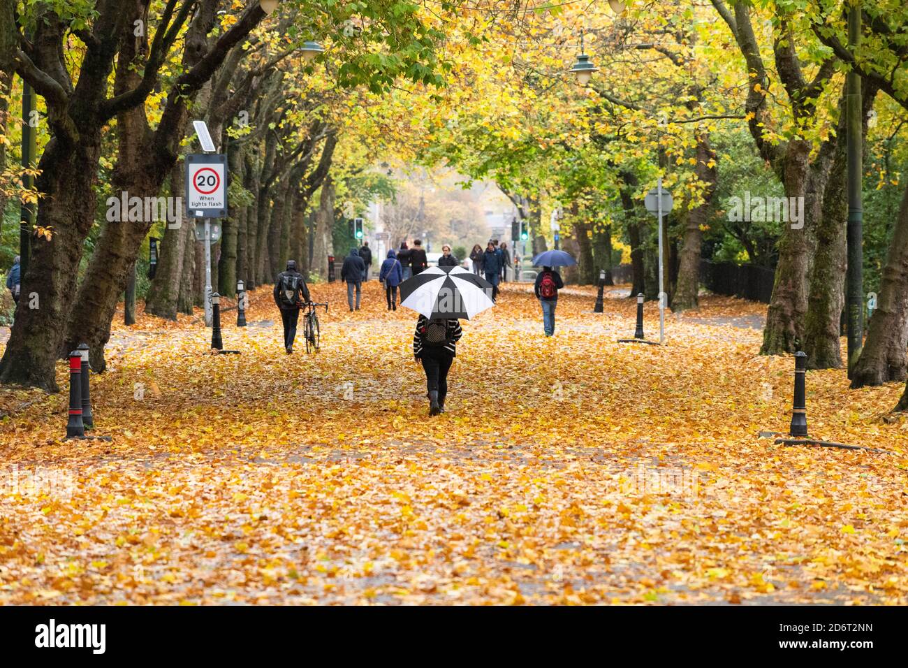 Kelvingrove Park, Glasgow, Scotland, UK - 19 October 2020: UK weather - Kelvin Way which runs through Kelvingrove Park, and is closed to traffic to allow for social distancing glows bright orange with the damp fallen leaves which are normally swept aside by traffic. Stock Photo